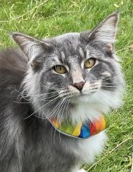 Lost Male Cat last seen Irstead Staithe, Irstead, England NR12 8XS