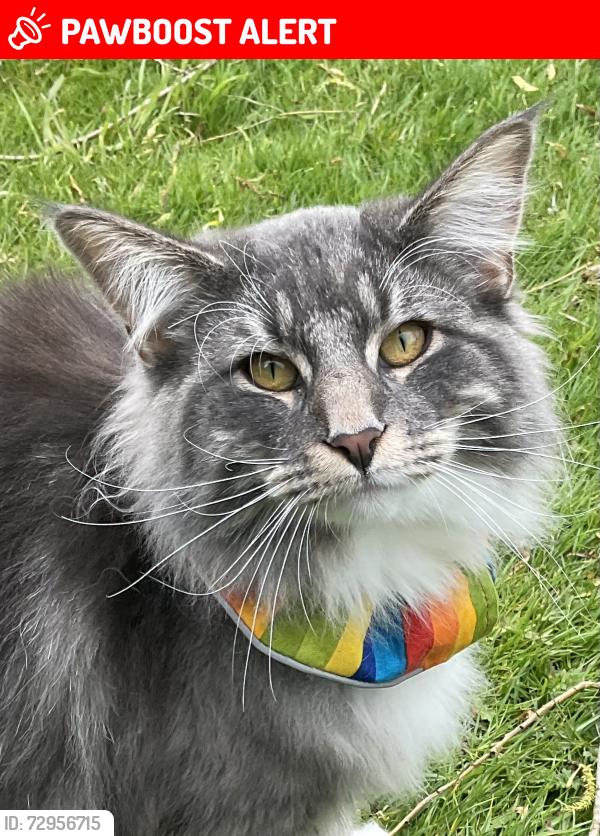 Lost Male Cat last seen Irstead Staithe, Irstead, England NR12 8XS