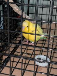 Reunited Unknown Bird last seen Woodrow Ct and Millwood Dr, Chesapeake, VA 23322