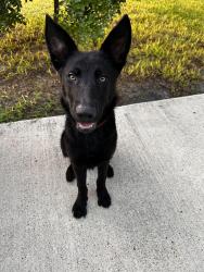 Reunited Male Dog last seen E Bowie and 25th St, Harlingen, TX 78550