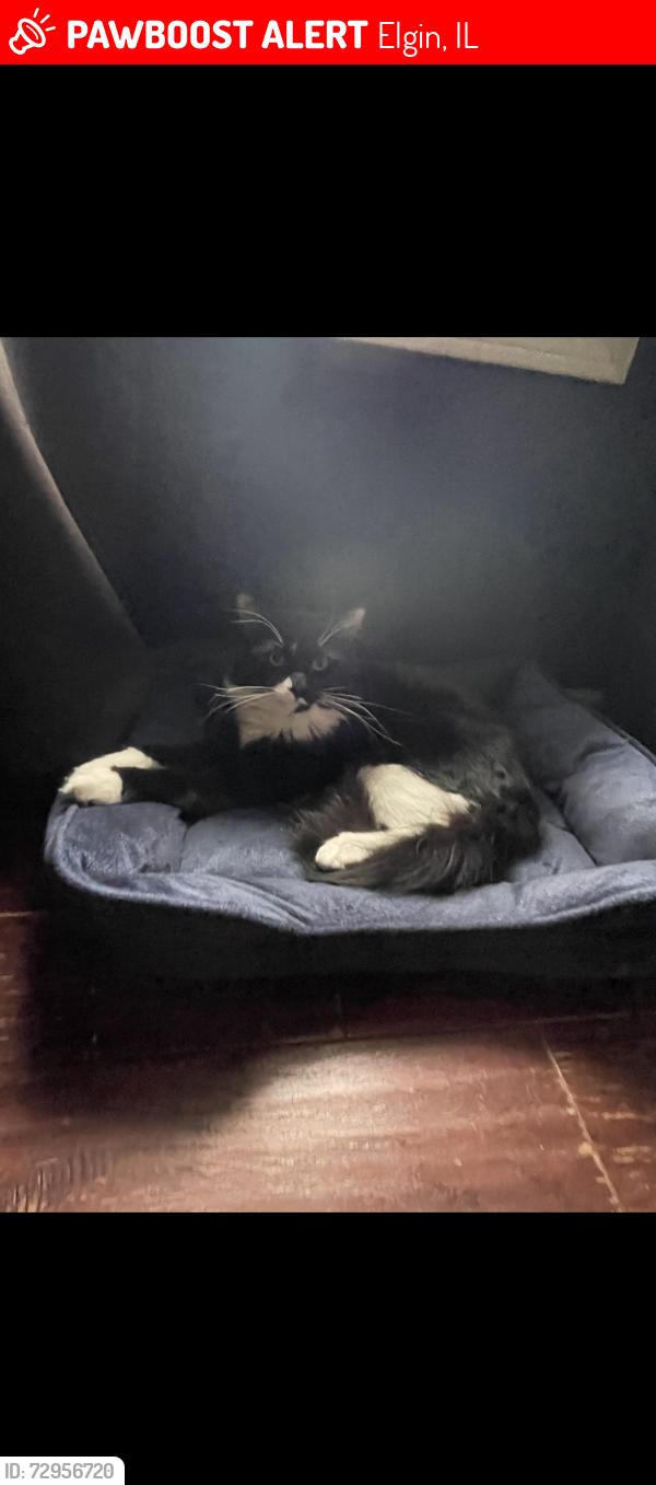Lost Male Cat last seen Waverly, Elgin, IL 60120