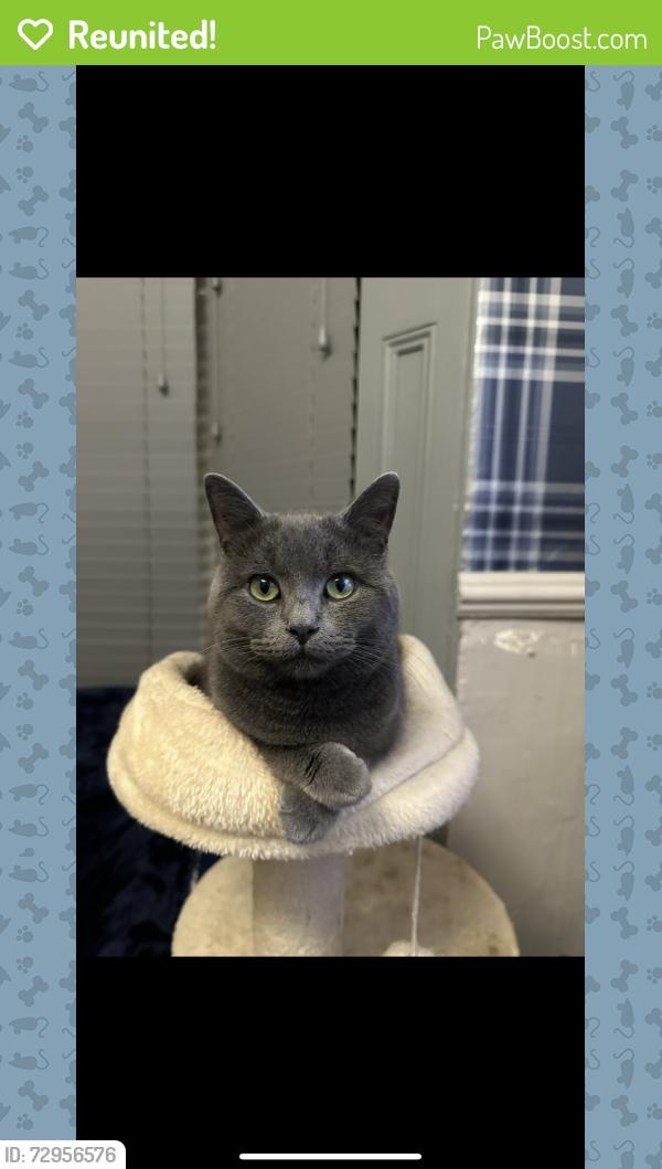 Reunited Male Cat last seen Whittaker Close, Old Swan Liverpool , Old Swan, England L13