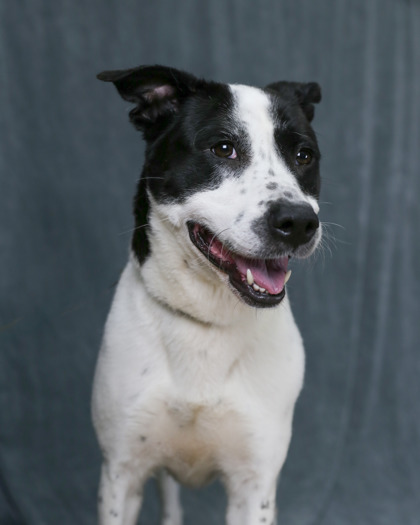 Shelter Stray Female Dog last seen Near Derring Circle NE 30345, 30345, GA, Atlanta, GA 30341