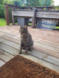 Found/Stray Unknown Cat last seen Broad Street and Lock Street, Menasha, WI 54952