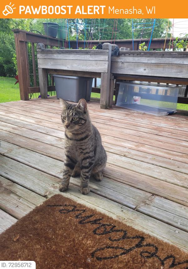 Found/Stray Unknown Cat last seen Broad Street and Lock Street, Menasha, WI 54952