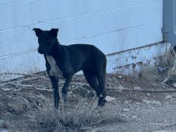 Found/Stray Male Dog last seen Behind Laquinta on wall st, Midland, TX 79703
