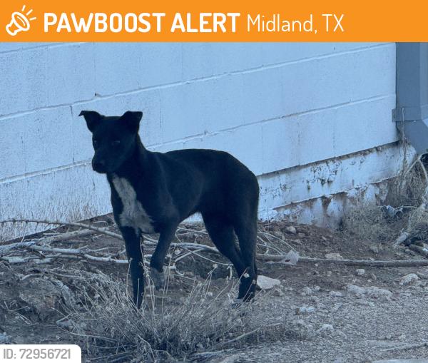 Found/Stray Male Dog last seen Behind Laquinta on wall st, Midland, TX 79703