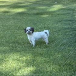 Reunited Unknown Dog last seen Fairplain , Fair Plain, MI 49022