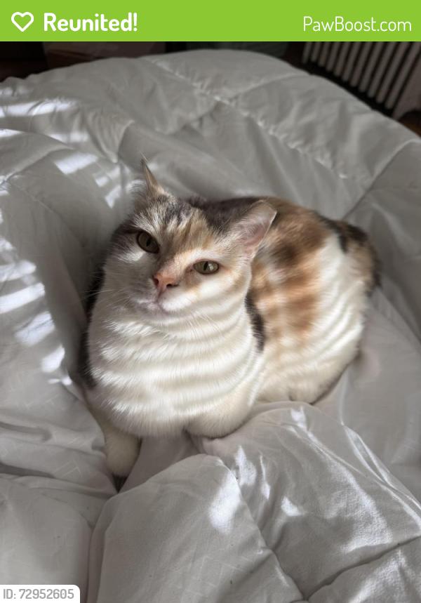Reunited Female Cat last seen Near Melvin street, Pocusset street, Wightman street , Pittsburgh, PA 15217