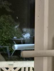 Found/Stray Unknown Cat last seen Debdale allotments M18, Greater Manchester, England M18 7WD