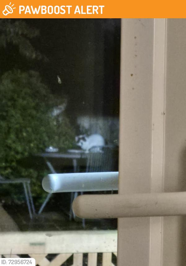 Found/Stray Unknown Cat last seen Debdale allotments M18, Greater Manchester, England M18 7WD