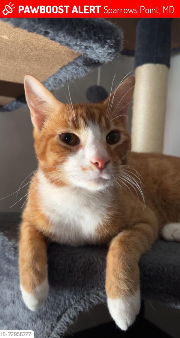 Lost Male Cat last seen North Point Blvd., Sparrows Point, MD 21219