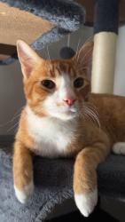 Lost Male Cat last seen North Point Blvd., Sparrows Point, MD 21219