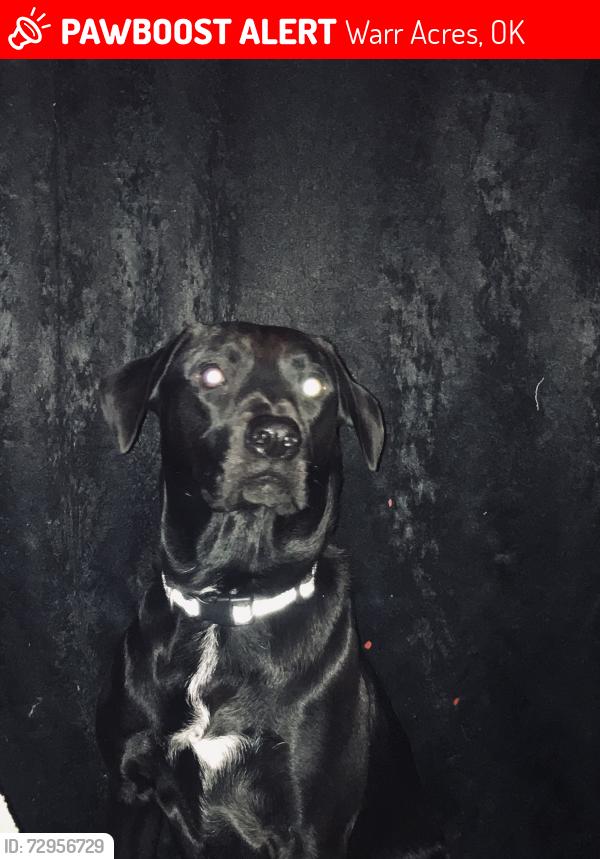 Lost Male Dog last seen Warr acres city hall, Warr Acres, OK 73122