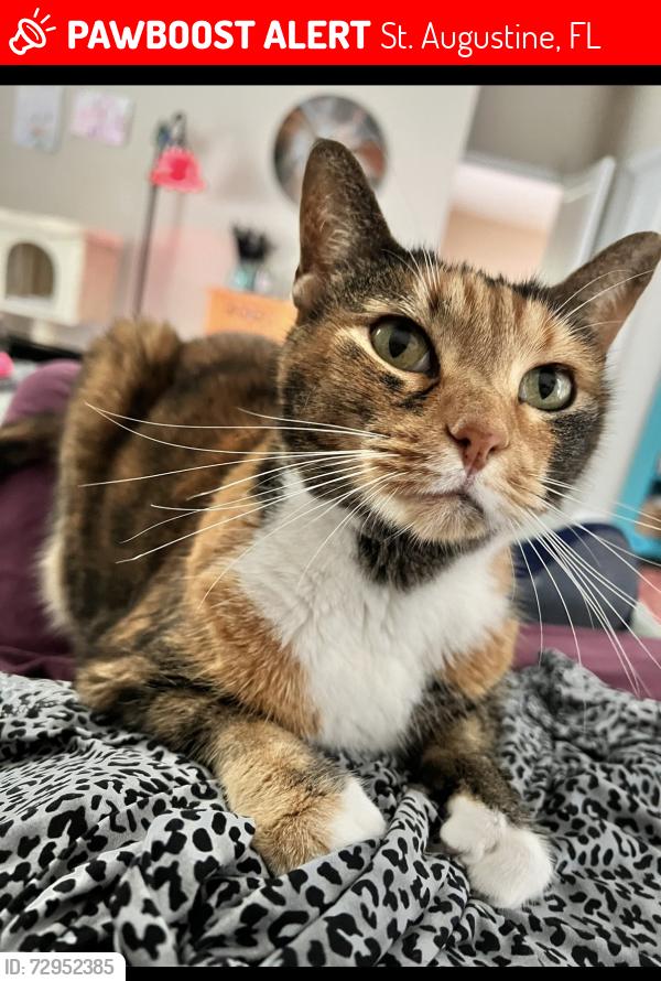 Lost Female Cat last seen Beach Palm Ct & Wildwood, St. Augustine, FL 32086