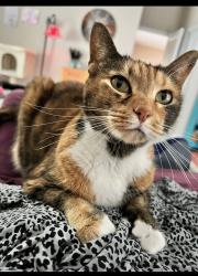 Lost Female Cat last seen Beach Palm Ct & Wildwood, St. Augustine, FL 32086