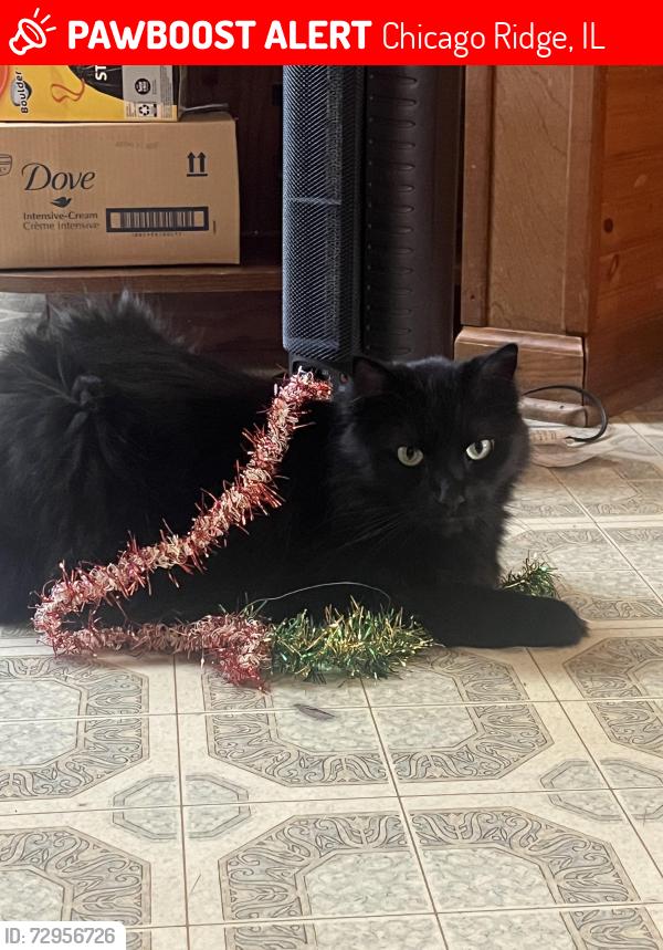 Lost Male Cat last seen Harlem & southwest Hwy , Chicago Ridge, IL 60415