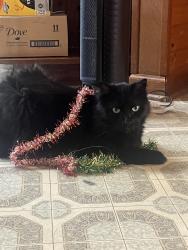 Lost Male Cat last seen Harlem & southwest Hwy , Chicago Ridge, IL 60415