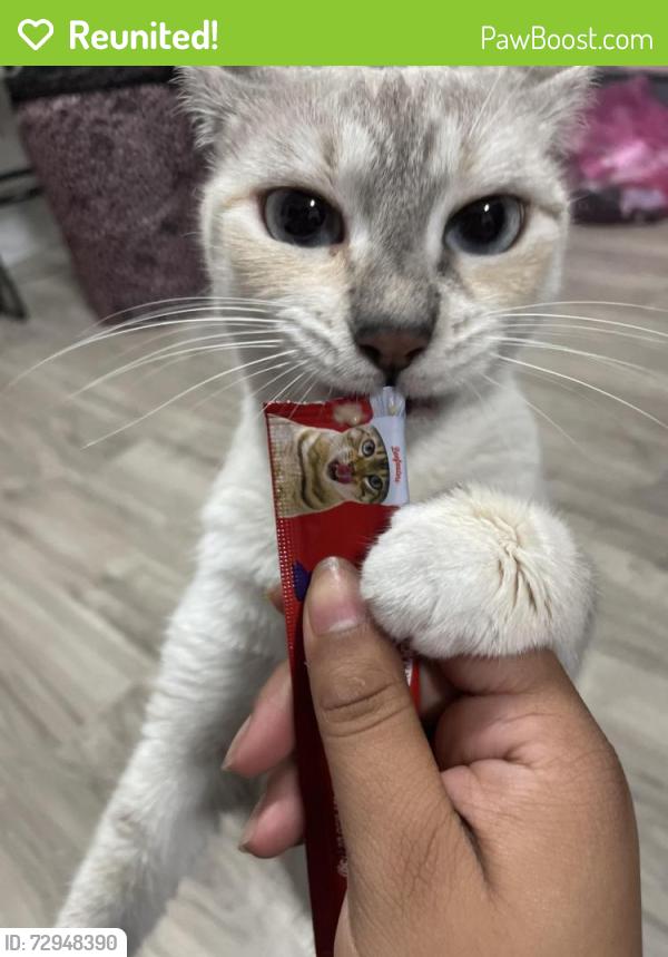 Reunited Female Cat last seen choruses near Dairy Queen , Galena Park, TX 77547
