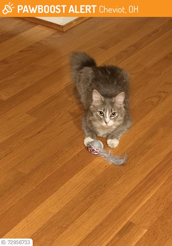 Found/Stray Female Cat last seen Northbend Road, Cheviot, OH 45211