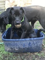 Lost Male Dog last seen Warr acres city hall, Warr Acres, OK 73122