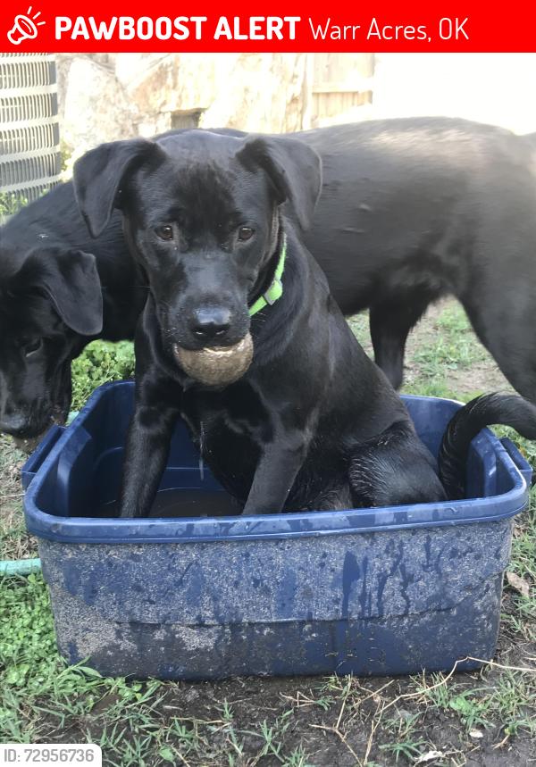 Lost Male Dog last seen Warr acres city hall, Warr Acres, OK 73122