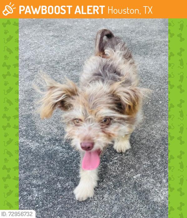 Found/Stray Male Dog last seen 43rd & 290 fwy, Houston, TX 77092