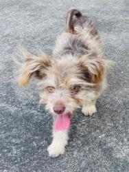 Found/Stray Male Dog last seen 43rd & 290 fwy, Houston, TX 77092