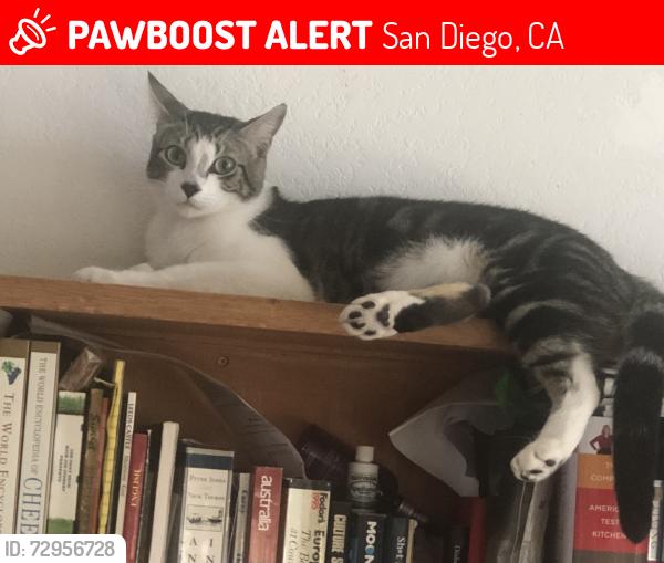 Lost Male Cat last seen Near Moorland Drive, 92109, San Diego, CA 92109