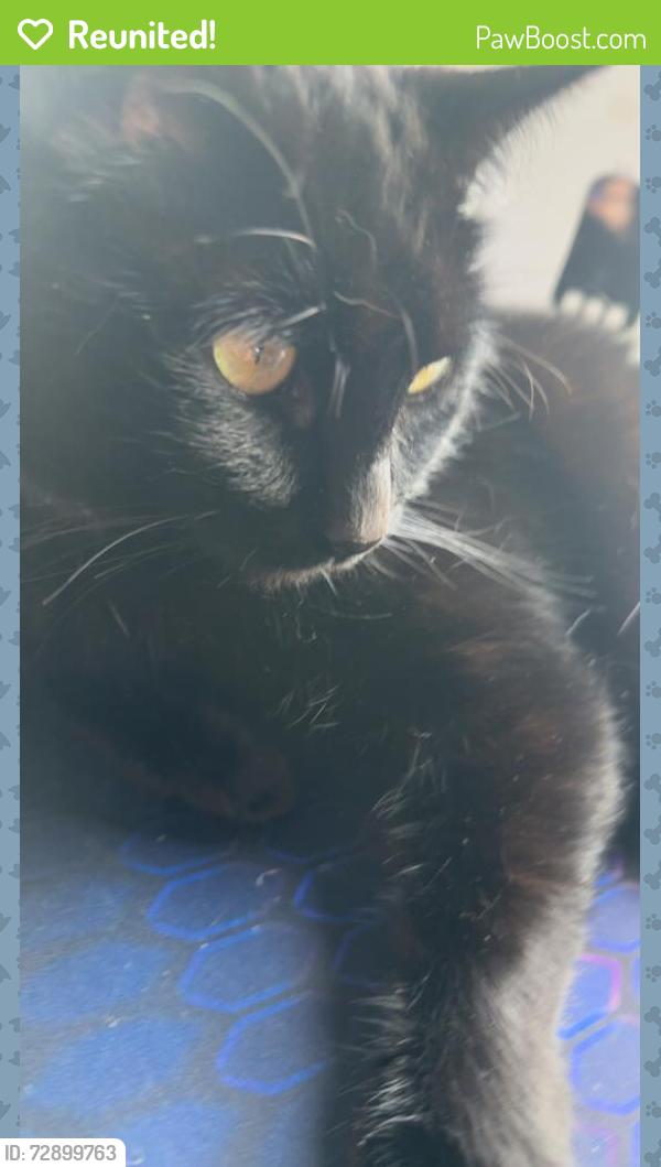 Reunited Male Cat last seen Lakeside Crossing mobile home park , cross streets is Dacy lane front of trailer park , Bebee rd back of trailer park, Kyle, TX 78640
