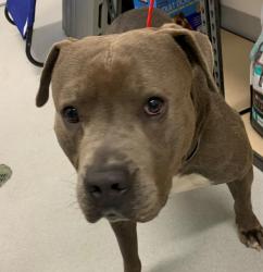 Reunited Male Dog last seen Montvale Ln, Ridgemont, NY 14626