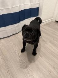 Reunited Male Dog last seen Grace Meadows, New Braunfels, TX 78130