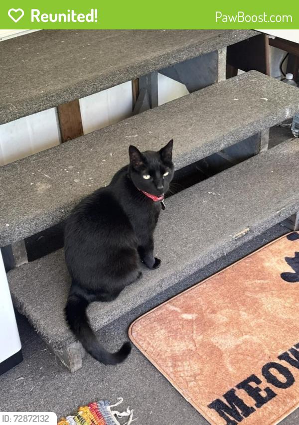 Reunited Male Cat last seen Connecticut St & Anna Ave, Gibsonton, FL 33534