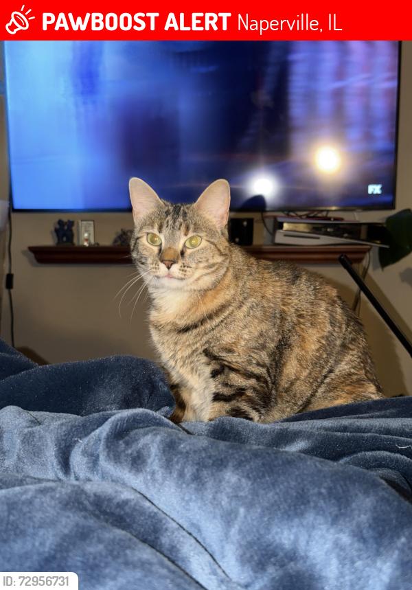 Lost Female Cat last seen Idaho rd, Eldorado ln, warm springs ln, Cedar Glade rd, Naperville, IL 60564