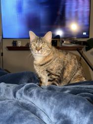 Lost Female Cat last seen Idaho rd, Eldorado ln, warm springs ln, Cedar Glade rd, Naperville, IL 60564