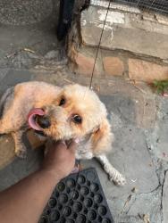 Found/Stray Female Dog last seen Vermont, Los Angeles, CA 90062