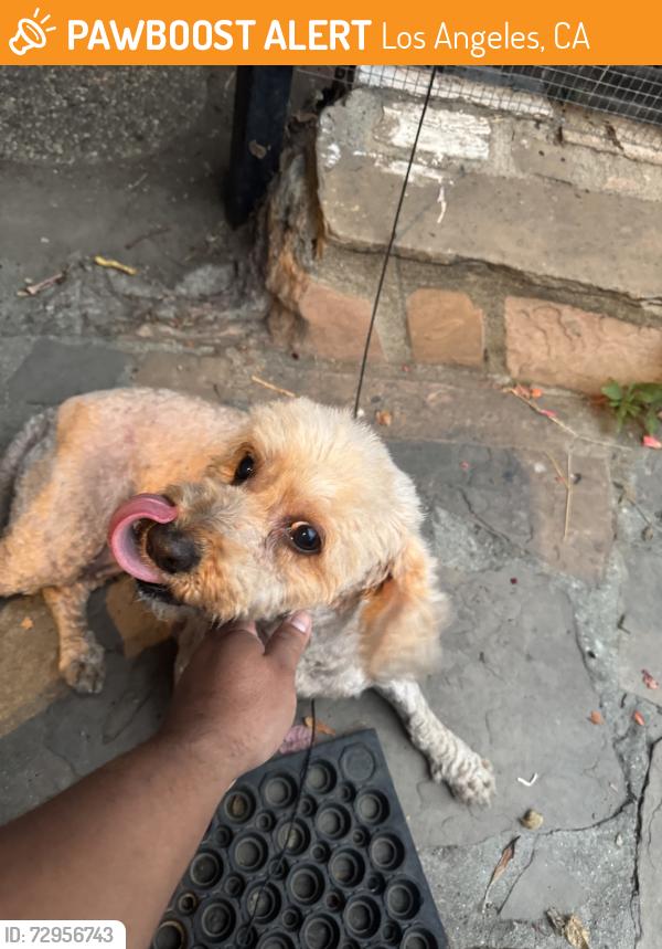 Found/Stray Female Dog last seen Vermont, Los Angeles, CA 90062