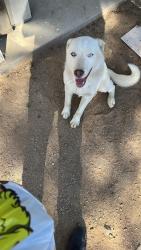 Lost Male Dog last seen Goss Rd & Beaver Ave , Victorville, CA 92392