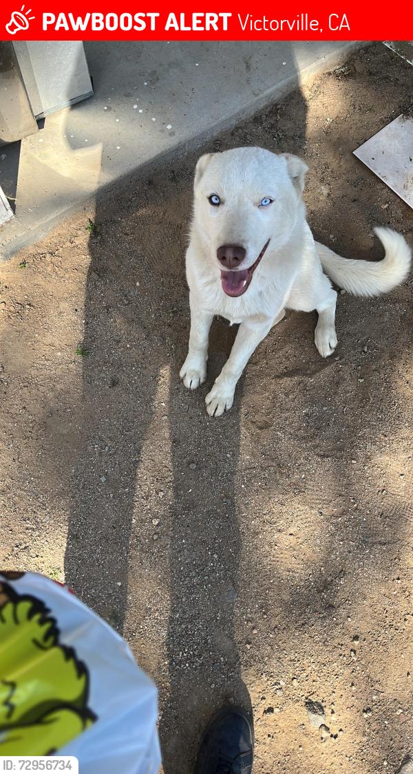 Lost Male Dog last seen Goss Rd & Beaver Ave , Victorville, CA 92392