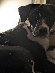 Lost Female Dog last seen Lebec Oaks Road and Gibson, Lebec, CA 93243