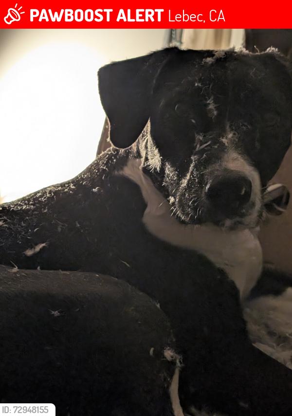 Lost Female Dog last seen Lebec Oaks Road and Gibson, Lebec, CA 93243