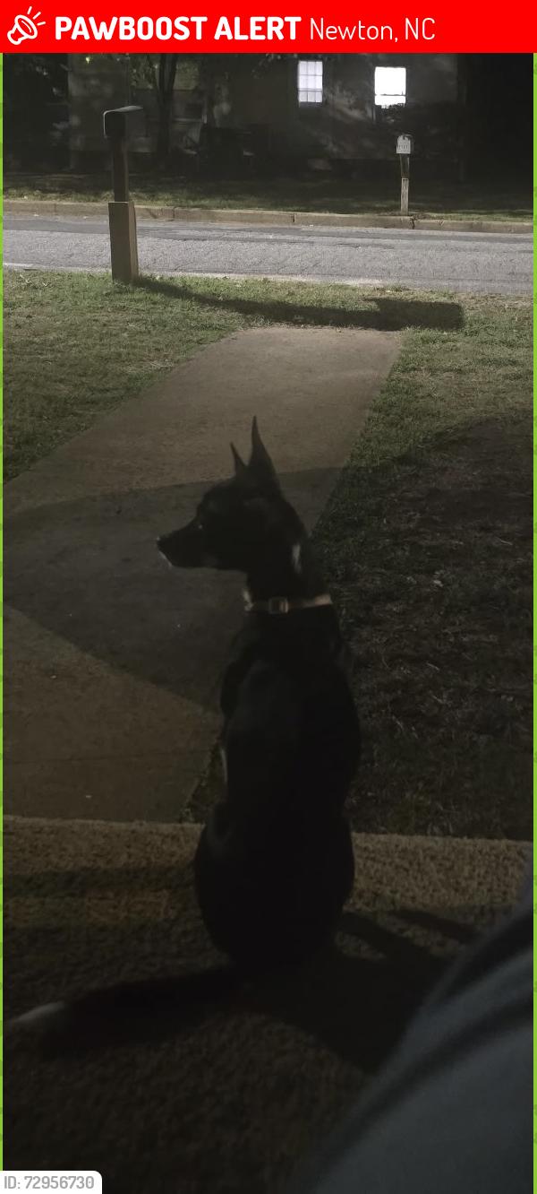 Lost Female Dog last seen northside broyhill park , Newton, NC 28658