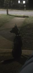 Lost Female Dog last seen northside broyhill park , Newton, NC 28658