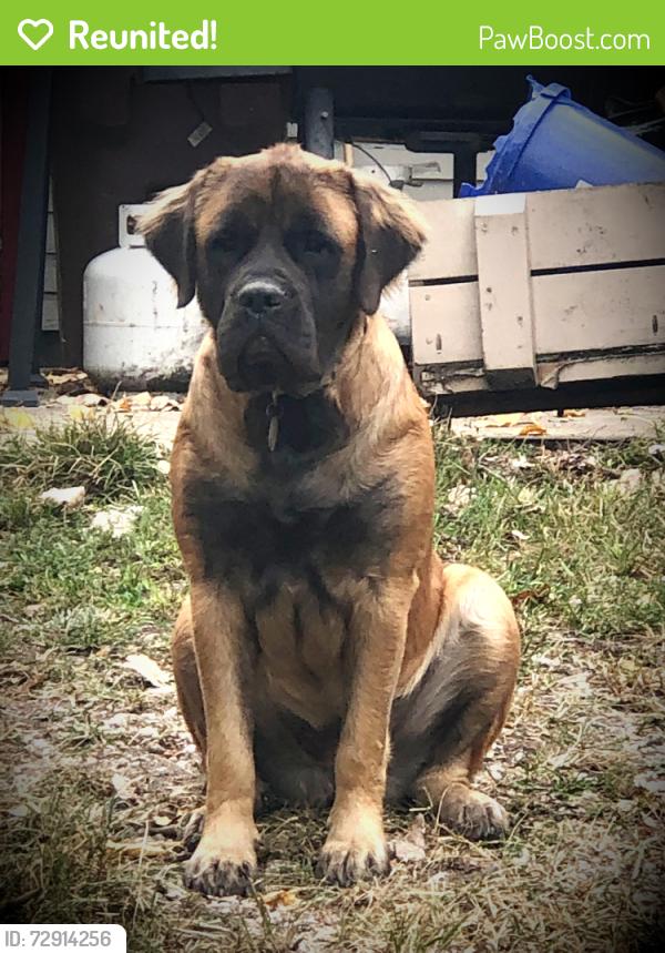 Reunited Female Dog last seen Main st. and philadelphia, Dayton, OH 45415