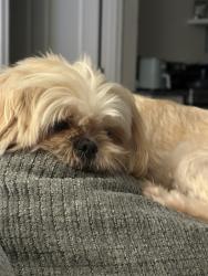 Reunited Female Dog last seen Miramar Lake, Tomball, TX 77375