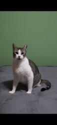 Lost Male Cat last seen Washington Ave Rosendale, NY , Rosendale, NY 12472