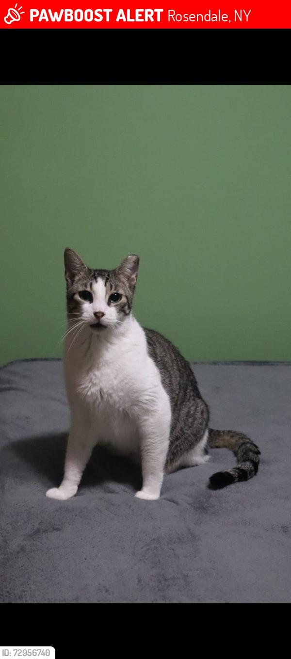Lost Male Cat last seen Washington Ave Rosendale, NY , Rosendale, NY 12472