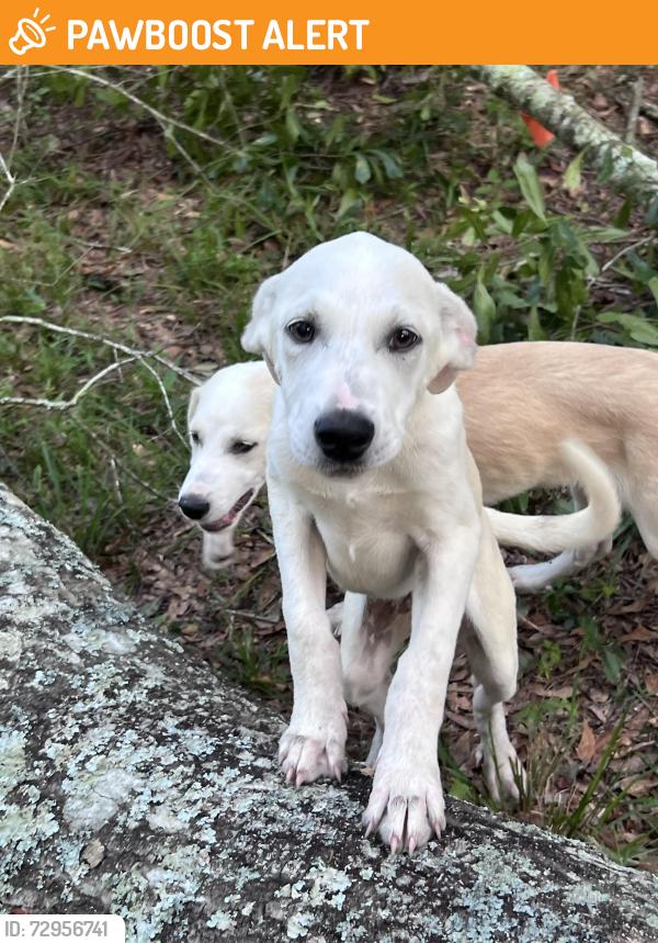 Found/Stray Male Dog last seen Timber Switch Rd, Montgomery County, TX 77328