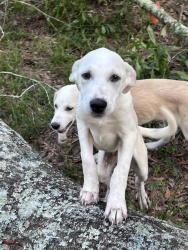 Found/Stray Male Dog last seen Timber Switch Rd, Montgomery County, TX 77328