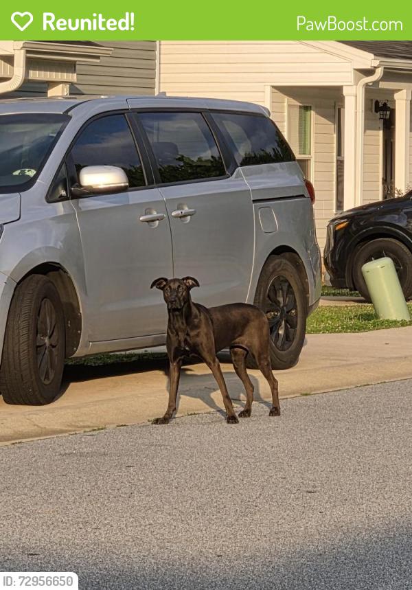 Reunited Female Dog last seen Magnolia green neighborhood, Greer, SC 29650